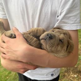 Reaper - Isabella dilute male Chinese Shar-Pei puppy in Auburn, Kansas from Justin's Chinese Shar-Pei
