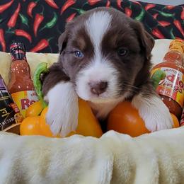 Tabasco - Red tri-color male Australian Shepherd puppy in Northfield, New Hampshire from A to Z Australian Shepherds