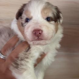 Rain - Red merle female Australian Shepherd puppy in Morrow, Ohio from OakHaven Acres Aussies