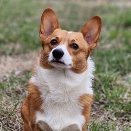 Pembroke Welsh Corgis from Poppy's Puppies