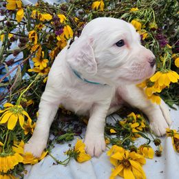 Boy 4 - White male Llewellin Setter puppy in North Dinwiddie, Virginia from Pups Furever