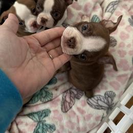 Washington - Brindle and white male Boston Terrier puppy in Warwick, Rhode Island from Mad Bossies