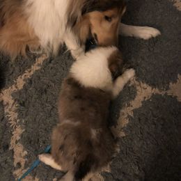 Collie Puppies from Highland Moor Kennel