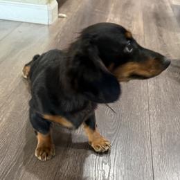 Link - Dachshund