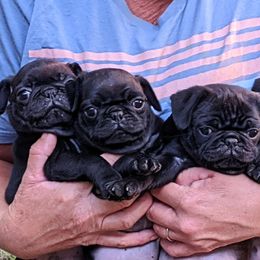 Pug puppies from Sauder Pugs