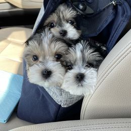 Maltese and Yorkshire Terrier Puppies from Precious Paws Maltese and Yorkies
