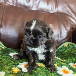 Carter - Blue male Shih Tzu puppy in Manahawkin, New Jersey from Lilly’s Seashore Shih Tzus
