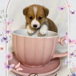 American Corgi and Pembroke Welsh Corgi Puppies from London Bridge Corgis