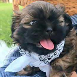 Shih Tzu Puppies from Shih Tzus of Gilbert