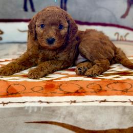 Cayenne - Red  female Goldendoodle puppy in Houston, Texas from Golden Life Doodles