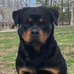 Maya - Rottweiler