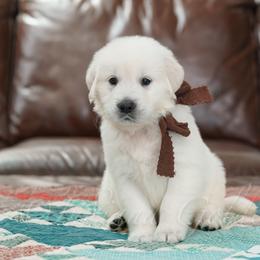 Boy 1 - male Golden Retriever puppy in Bedford, Indiana from Indiana Goldens