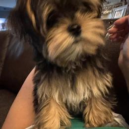 Morkie All Grown Up from Melanie Mitchell