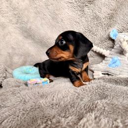 Gunther - Black and tan male Dachshund puppy in Spanish Springs, Nevada from Silver Sage Dachshunds