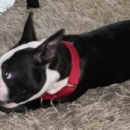 Boston Terriers from Young's Boston Terrier