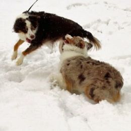 Australian Shepherds from Shallowbrook Farm