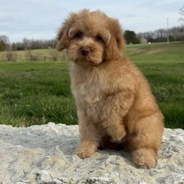 Rip - Red male Cockapoo puppy in Connersville, Indiana from MoonShine Babies