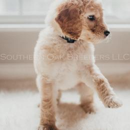 Bernedoodle Puppies from Southern Oak Breeders LLC