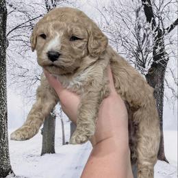 Cuddles - Cream female Cavapoo puppy in Coshocton, Ohio from Forever Family Puppies