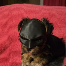 Yorkshire Terrier Puppies from YORKIE BY THE LAKE