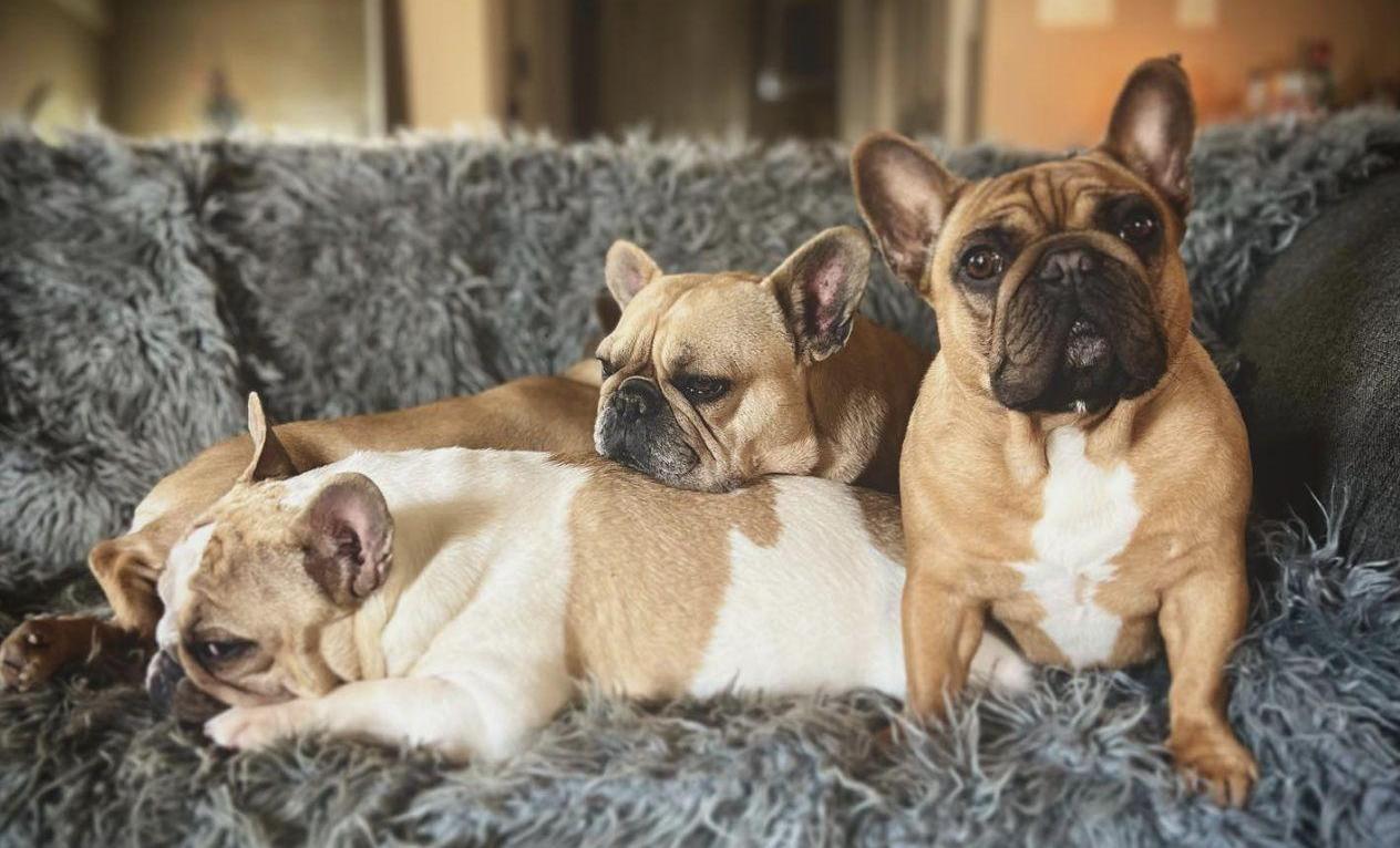 4 fawn Frenchies lay in a pile on a couch