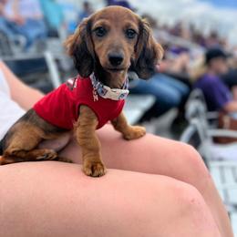 Dachshund Puppies from ATR Dachshunds
