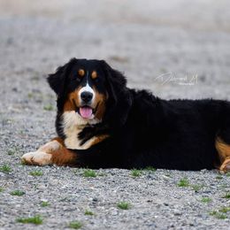 Candy - Bernese Mountain Dog