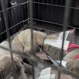 Cane Corso Puppies from Arcana Cane Corso