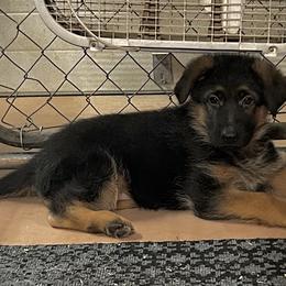 Yellow Female - Black and red female German Shepherd puppy in Puyallup, Washington from Majestic Royal German Shepherd’s
