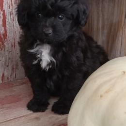 Isaiah - male Aussiedoodle puppy in Milford, Indiana from Olde Heritage K-9