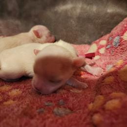 Padmé - Cream and white female Chihuahua puppy in Jacksonville, Florida from Precious Paws of Florida - Chihuahuas