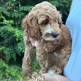 Chase - Red male Cockapoo puppy in Strasburg, Pennsylvania from Dana's Domain Cockapoos
