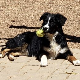 Australian Shepherds from Big D's Aussies