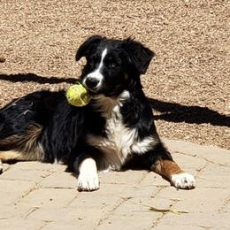 Australian Shepherds from Big D's Aussies