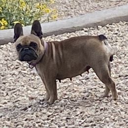 PollyAnn - French Bulldog