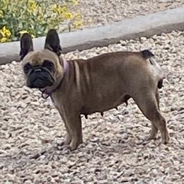 PollyAnn - French Bulldog