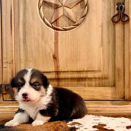 Tri male - Black and tan male Pembroke Welsh Corgi puppy in Johnson City, Texas from McCall Creek Corgis