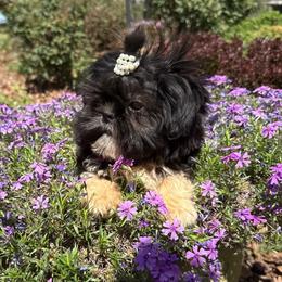 Tiny little Miss - Black and white female Shih Tzu puppy in Taylorsville, North Carolina from Feather & Tail Acres