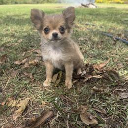 Chihuahua Puppies from Walley Farms