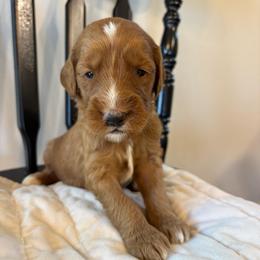 Boy 2 - Red  male Goldendoodle puppy in Mattawan, Michigan from Doodifuldoods