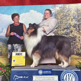 Jax - Collie