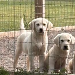 Tinker - Yellow female Labrador Retriever puppy in Davenport, New York from New England Premier English Labradors
