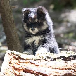 Pomsky Puppies from New World Pomskies
