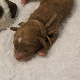 Pink collar girl - Brown female Cavapoo puppy in Eagle Mountain, Utah from Liberty Farms Puppies