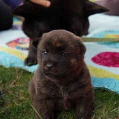 Kai Ken Puppies from Hayaikaze Kai Ken