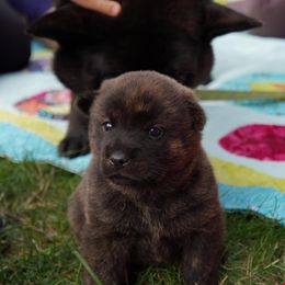 Kai Ken Puppies from Hayaikaze Kai Ken