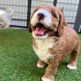Macaroni - Red  female Goldendoodle puppy in Hamilton, Montana from Stroodles Doodles