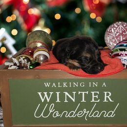 German Shepherd Puppies from Shepherd's Watch