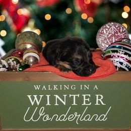 German Shepherd Puppies from Shepherd's Watch
