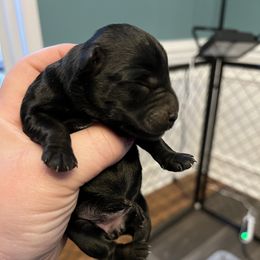 Girl 4 - Black Miniature Schnauzer puppy in Hull, Georgia from Ardent Miniature Schnauzers of Athens